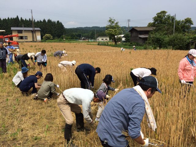小麦収穫の様子