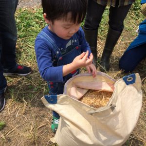 脱穀後の小麦を見つめる子供